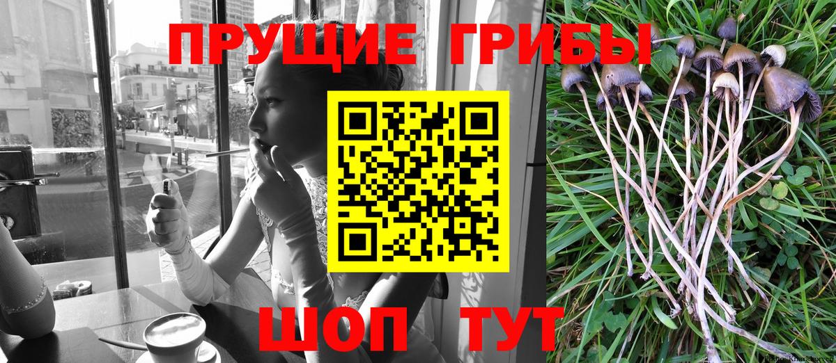 APVP Мурино